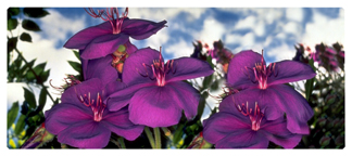 DNSEMP-L-025 Purple Roadsidea